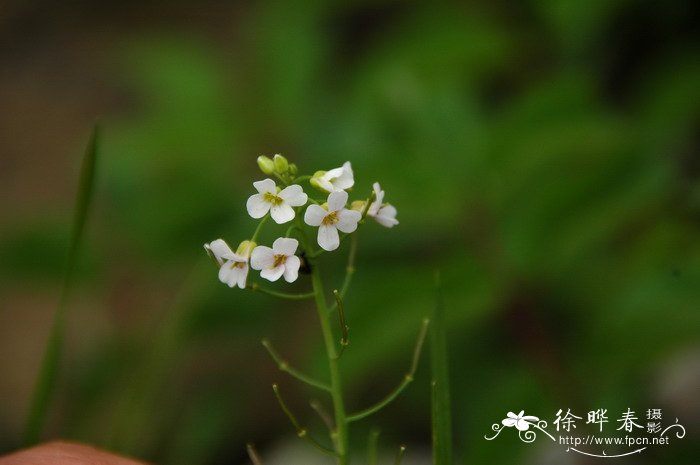 中国国花是什么花名