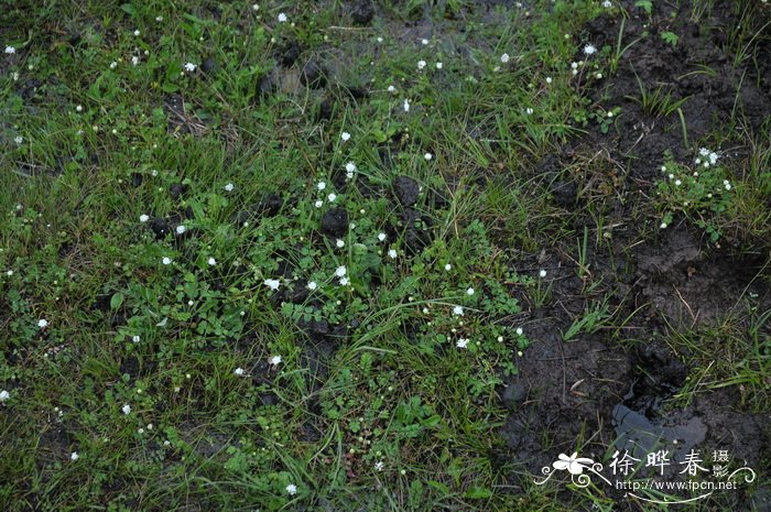 白雪公主草莓图片