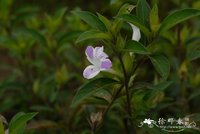 全部水果名称大全