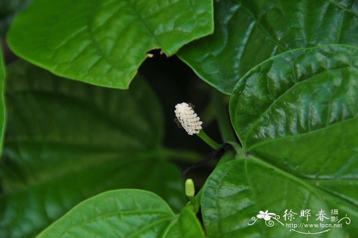 金银花树