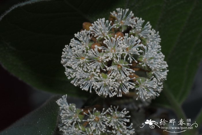 高山槐花开