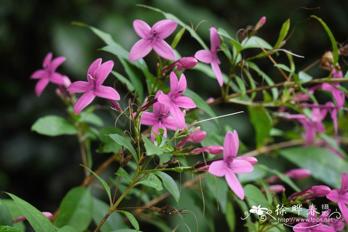 蓝色水菊