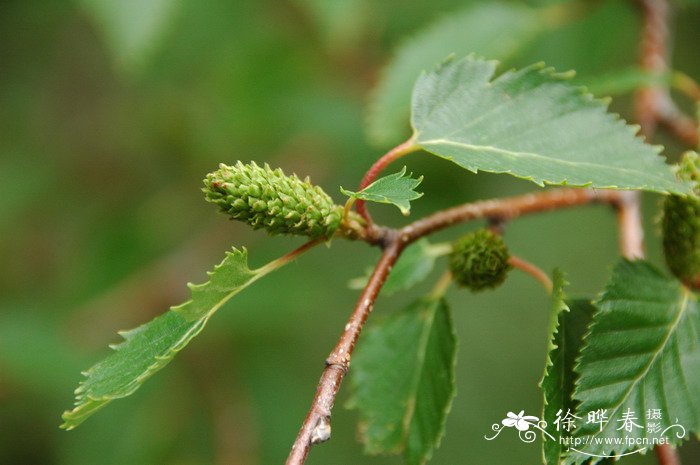 石楠花味道像什么