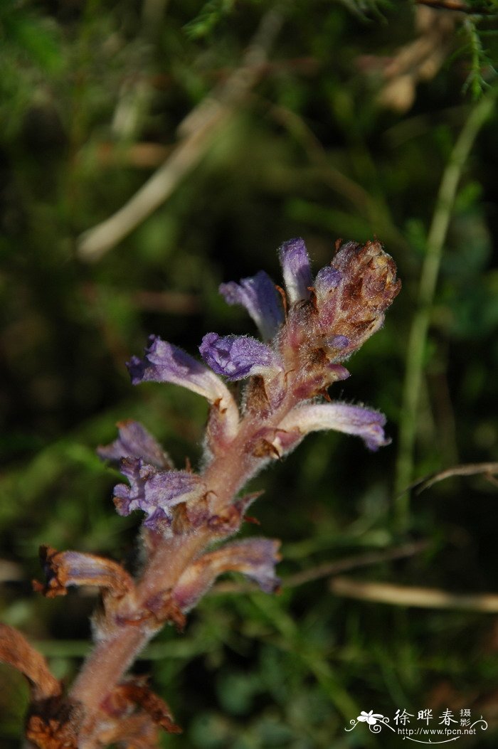 砂岩花盆