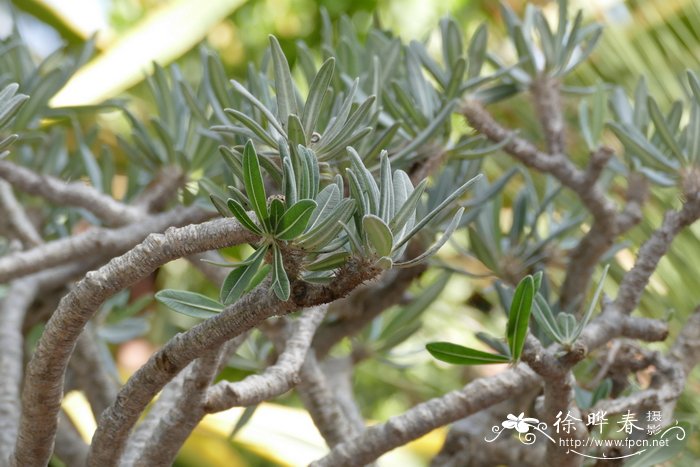 橙子树北方可以种植吗