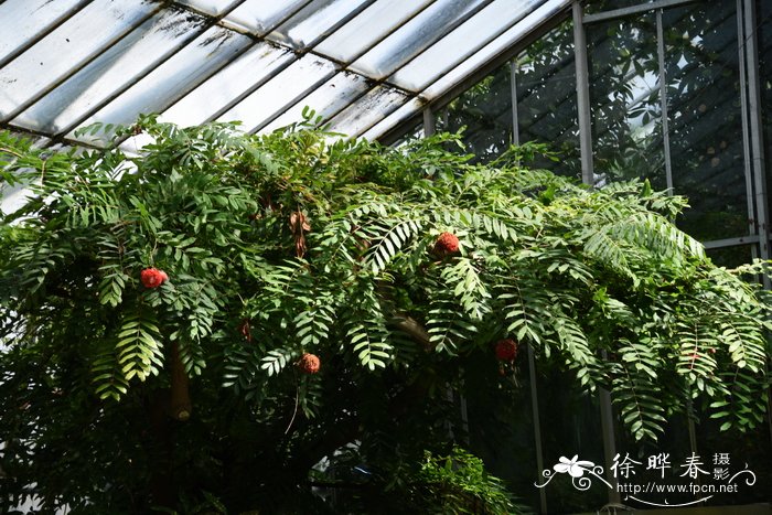 室内植物