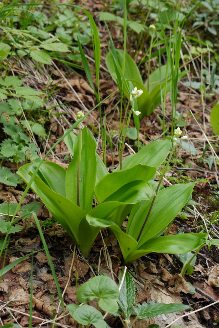 尖尾芋