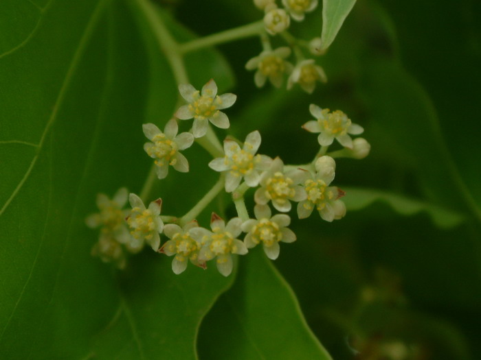 仙人球花