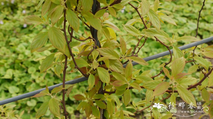 油茶苗多少钱一株