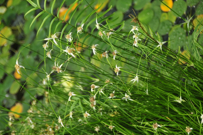 菠萝种植方法盆栽多长时间可以结果