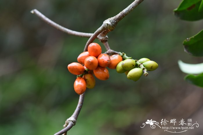 板蓝根种植