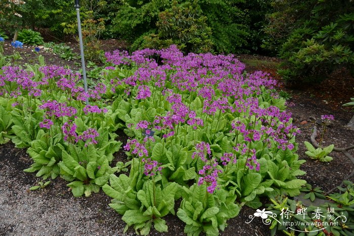 水仙花的生长变化情况