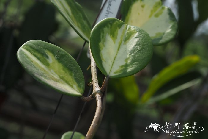 草甘膦能杀死大树吗