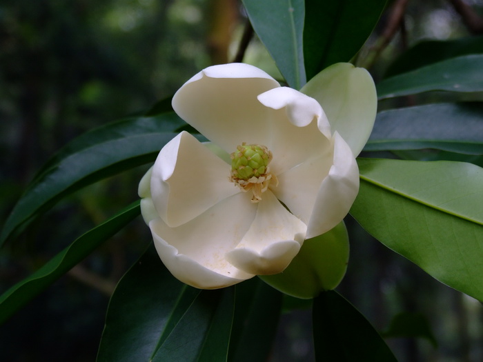 食虫花