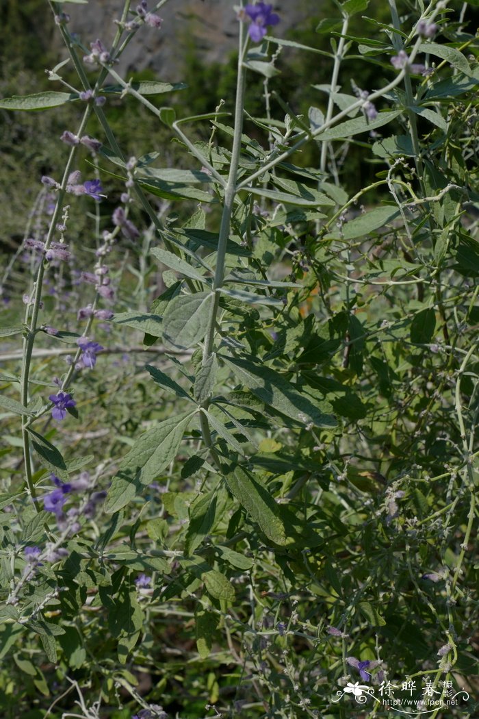 盆栽草莓