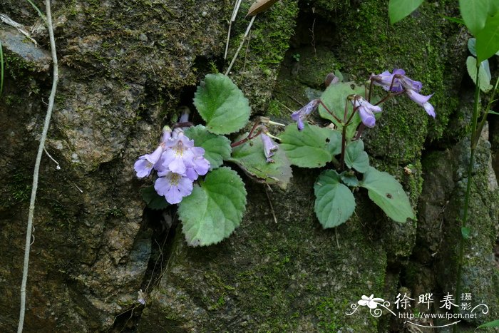 紫玫瑰花语是什么意思