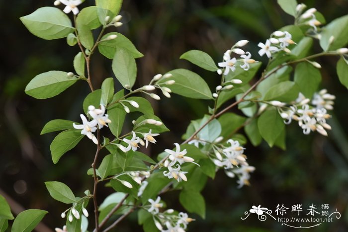 杜鹃花和映山红是不是一种花