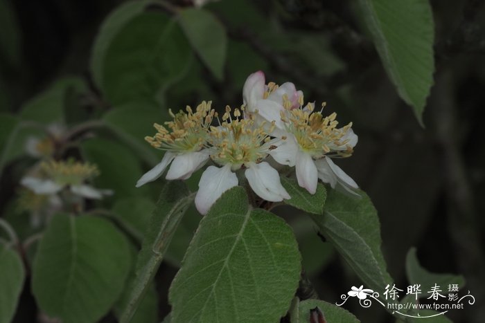 花椒树苗多少钱一颗