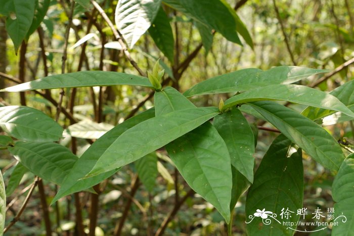 君子兰的介绍