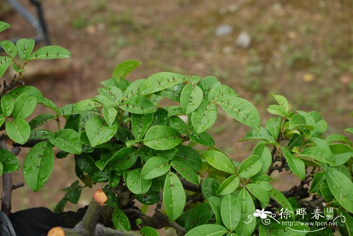 杜鹃花怎么养家庭养法