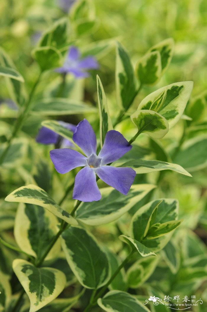 香蕉和芭蕉的区别