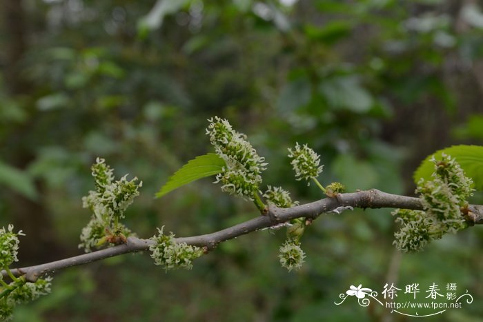 名贵树种