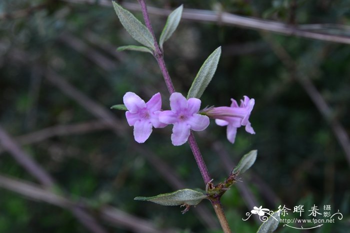 植物杨梅树