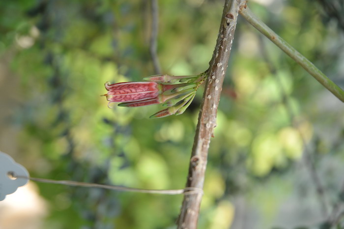 芒果催熟