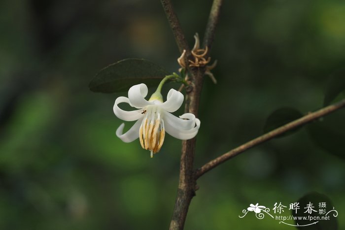 木芙蓉