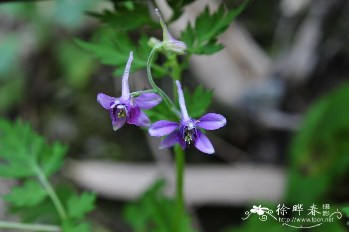 杜若花