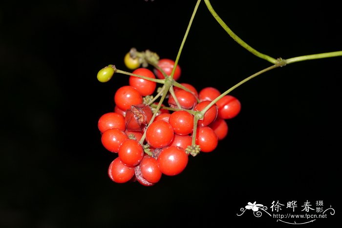 桂花花语及寓意