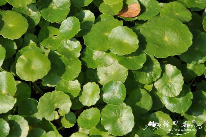 百合花是完全花还是不完全花