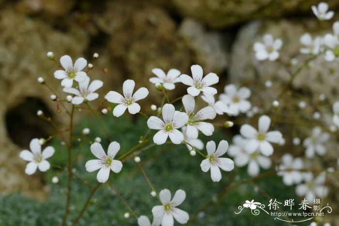 麻栎树