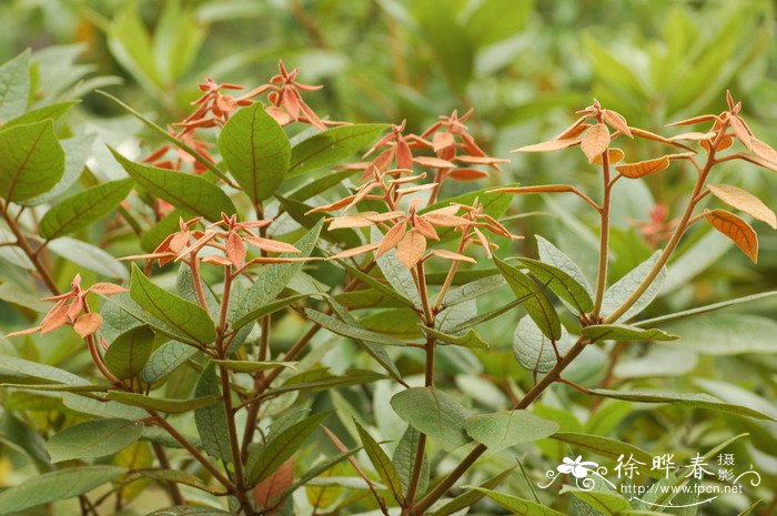 丛生朴树价格花多少钱