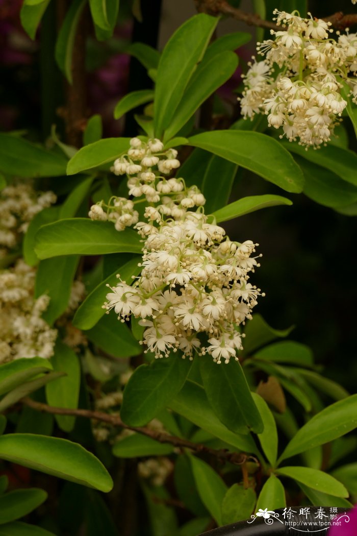 山茶花期