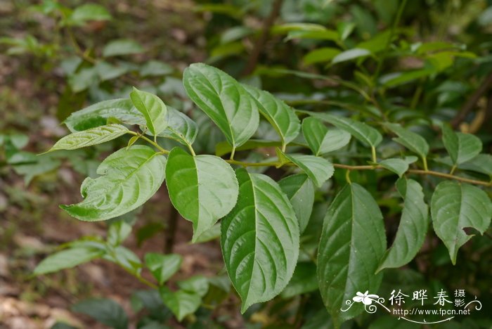 猕猴桃适合种植在海拔多少米