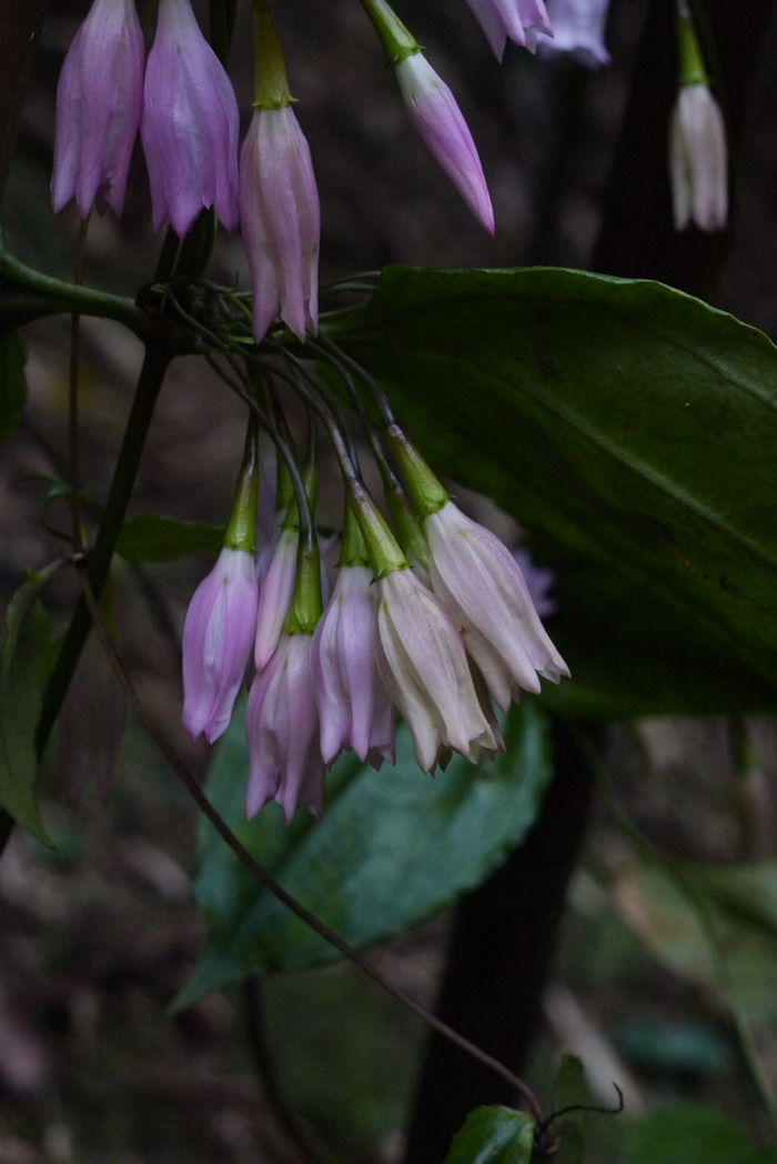 粉菊花