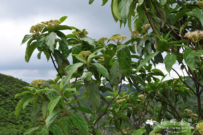 白花马蔺