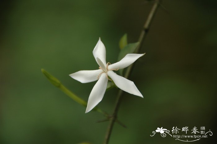 桂树和桂花树有区别吗