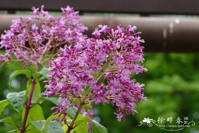 迎春花的生长环境和特征