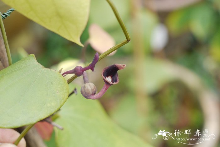 香菜的种植方法