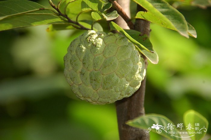 丁香花种植