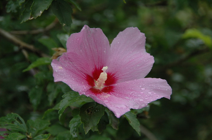 木本花卉植物大全