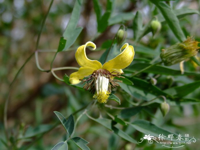 桂花的其他