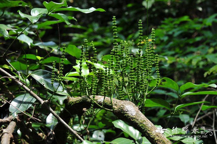 brassica oleracea