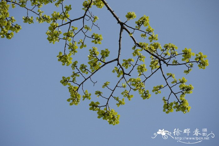 风铃草的花语是什么