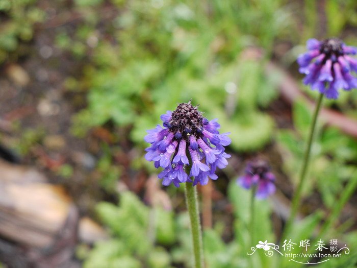 丁香花的样子图片