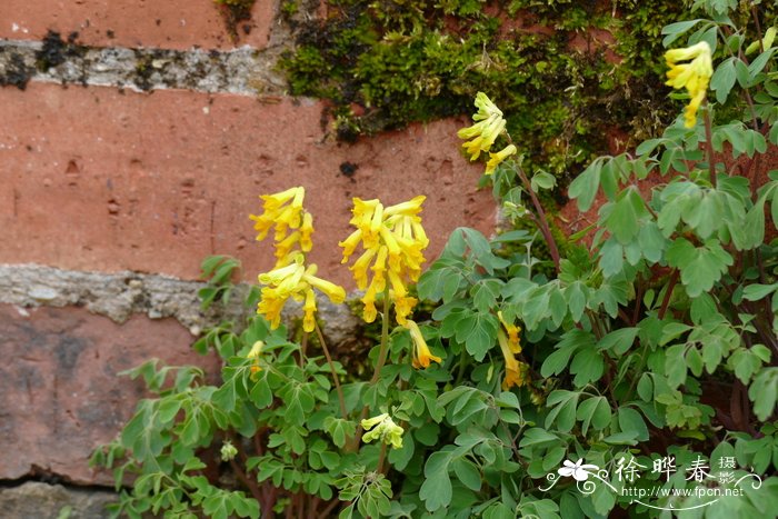 牡丹花的资料和介绍