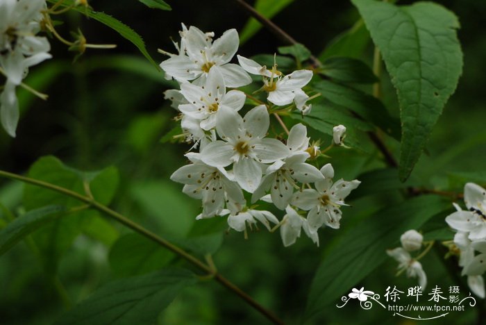 百合花是完全花还是不完全花