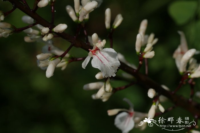 桂花的图片